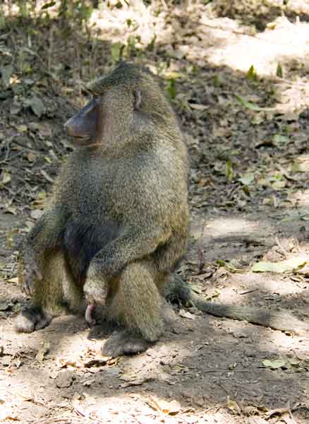 Mono Babuino - parque nacional de Tarangire - Tanzania 3.jpg